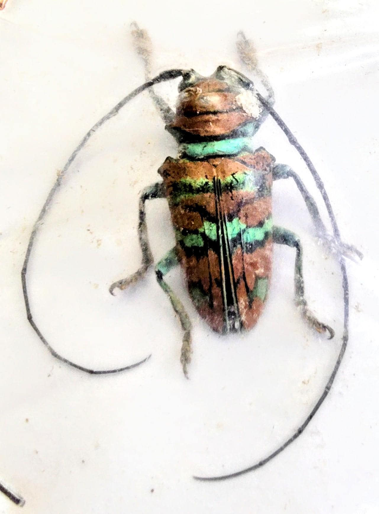 昆虫用品 Sternotomis mathildae 26mm 28mm