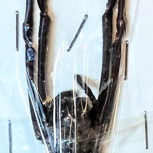 May include: A preserved spider specimen, encased in plastic and pinned to a white surface. The spider has a light tan abdomen and dark brown legs and body. The specimen is viewed from above.
