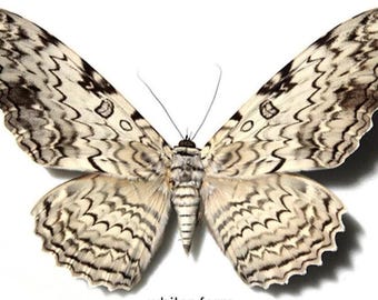 1 A-1.Thyssania agrippina 'White Witch' Peru Real Large Unmounted Butterfly