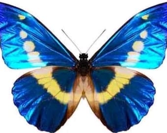 1 A-1 Morpho rhetenor Helena Blue/white Morpho Real butterfly Unmounted Wings Closed