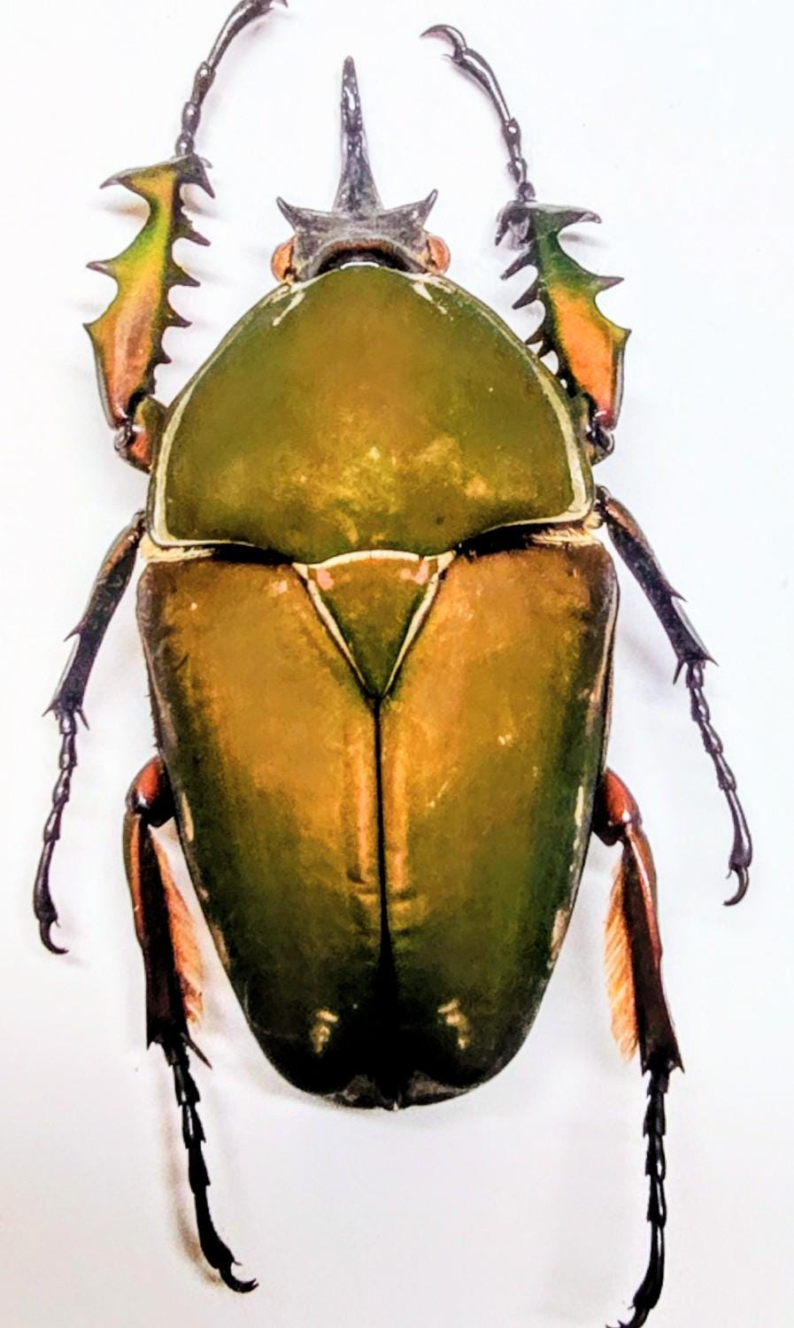 DeliciousTaylormade BeeAroundLil’BEEtle The Tortoise Beetle - Amazing Metallic Arthropods | The Ark