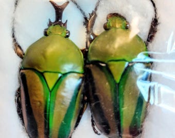 2 Eudicella Gralli 43mm Cameroon Male Flower Green Beetle, Real