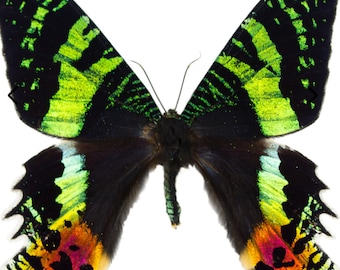 1 A-1 Sunset moth Urania ripheus yellow/orange/red/blue/green/black Real day moth