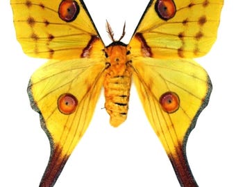 1 A-1 Argema mittrei Comet Moth Large Female Madagascar