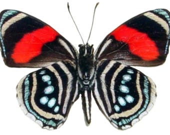 1 A-1 Callicore hesperis Peru Real butterfly
