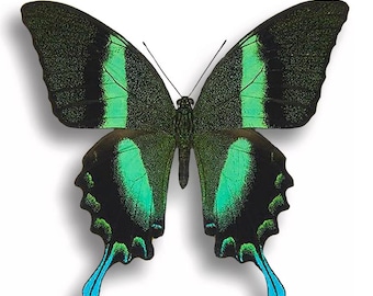 1 A-1 Papilio blumei Real butterfly, unmounted
