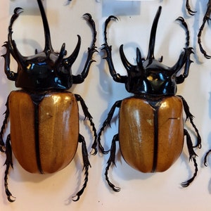 2 pack of A-1 Eupatorus Grallicornis, 5 horned Rhinoceros beetle, Real Large beetle, Entomology, 78-86mm