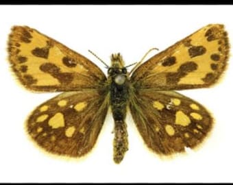 1 A-1 Carterocephalus silvicola Mariposa saltarina real