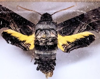 1 A-1 Sphecodina albotti 'Albotts Sphinx Moth'  USA