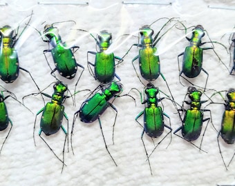 12 Cicindela sexguttata, Besouros Tigre Real Green Unmounted Beetle EUA
