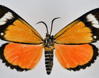 1 A-1 Phaegorista similis Cameroon day moth