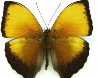 1 A-1 Cymothoe lurida MALE CAMEROON Real butterfly