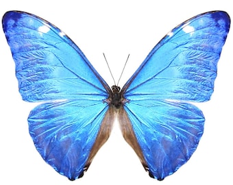 1 A-1 Morpho adonis Morpho Real butterfly Unmounted Wings Closed
