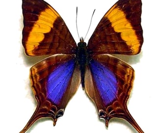 May include: A butterfly with brown, yellow, and blue wings. The upper wings have yellow and brown sections, while the lower wings display a vibrant blue hue. The butterfly's body is dark, and its wings are spread wide.
