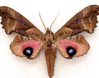 1 A-1 Paonias excaecata Blinded Sphinx Moth USA