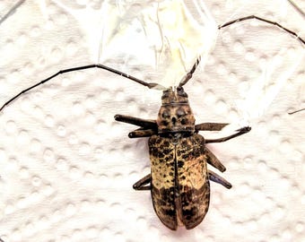 Sternotomis Amabilis Orange Green Longhorn Beetle Cameroon