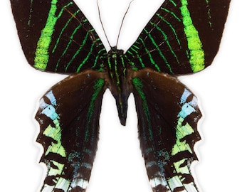 1 A-1 Urania leilus Peru blue/green/black Real day moth