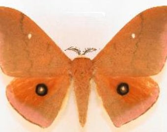 Saturnidae: A-1 Pseudobunaea  epithyrena Cameroon Saturn Moth Unmounted Dried Wings Closed Entomology Taxidermy Artwork