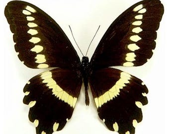 1 A-1 Papilio gallienus Cameroon Real butterfly