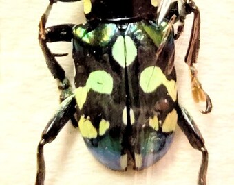 1 A-1 Mesotopus Tarandus 48mm Cameroon Male Lucanid Stag Beetle