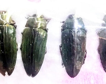 6 A-1 Megactenodes westermanni 25,5 mm Escarabajo joya de Camerún, Escarabajo real sin montar Buprestidae