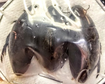 3 A-1 Hydrophilus triangularis Giant water beetle USA