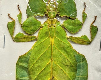 1 A-1 Phyllium pulchrifolium Female 80mm real leaf mimic