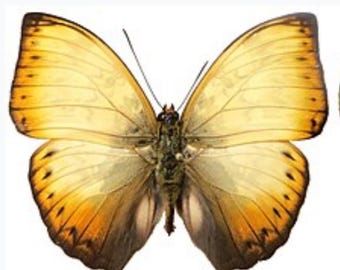 May include: A detailed image of a butterfly with open wings, showcasing a blend of yellow and brown hues. The wings have a gradient effect, transitioning from a lighter yellow to a darker brown at the edges. The butterfly's body is a mix of green and brown.