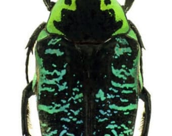 1 A-1 Euchroea coelestis blue green scarab beetle Madagascar Real Beetle Entomology Artwork