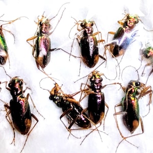 10 A-1 Tetracha fulgida ペルー 10 mm ハンミョウ科、ハンミョウ