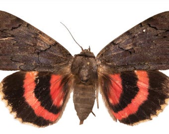 1 A-1 Catocala cara 'Pink Underwing' USA Echte Motte