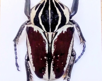 標本 Goliathus goliatus apicalis 65mm CONGO 標本 Goliathus