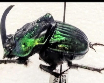 3 A-1mm Phanaeus Demon MINOR 17mm Male Scarab Beetles Green Form