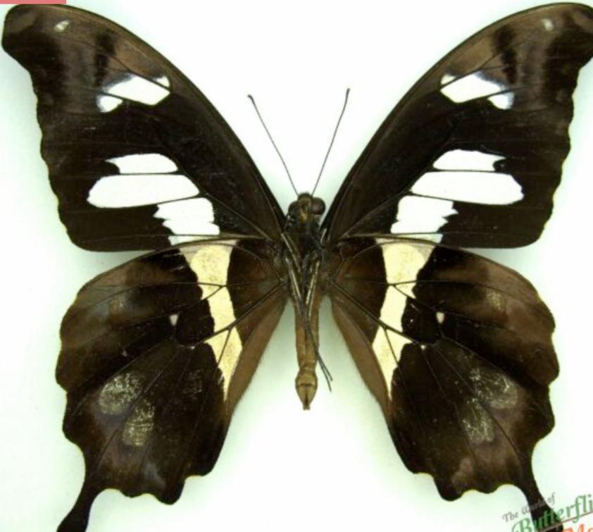 パピリオ・ザグレウス（1メス、ペルー産） 1 A-1 Papilio Hesperus Cameroon Real Butterfly, Unmounted - Etsy