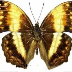 May include: A detailed image of a butterfly with open wings, showcasing a symmetrical pattern. The wings feature a blend of brown, yellow, and cream colors, with intricate patterns and textures. The butterfly's body is a dark brown, and the background is white.