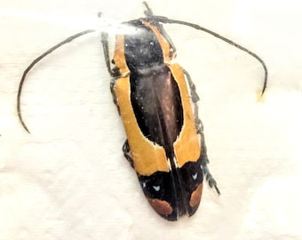 1 A-1 Batocera Una Solomon Island Male 53mm Longhorn Beetle, Real