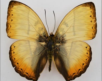1 A-1 Cymothoe reinholdi Central African Republic Real butterfly