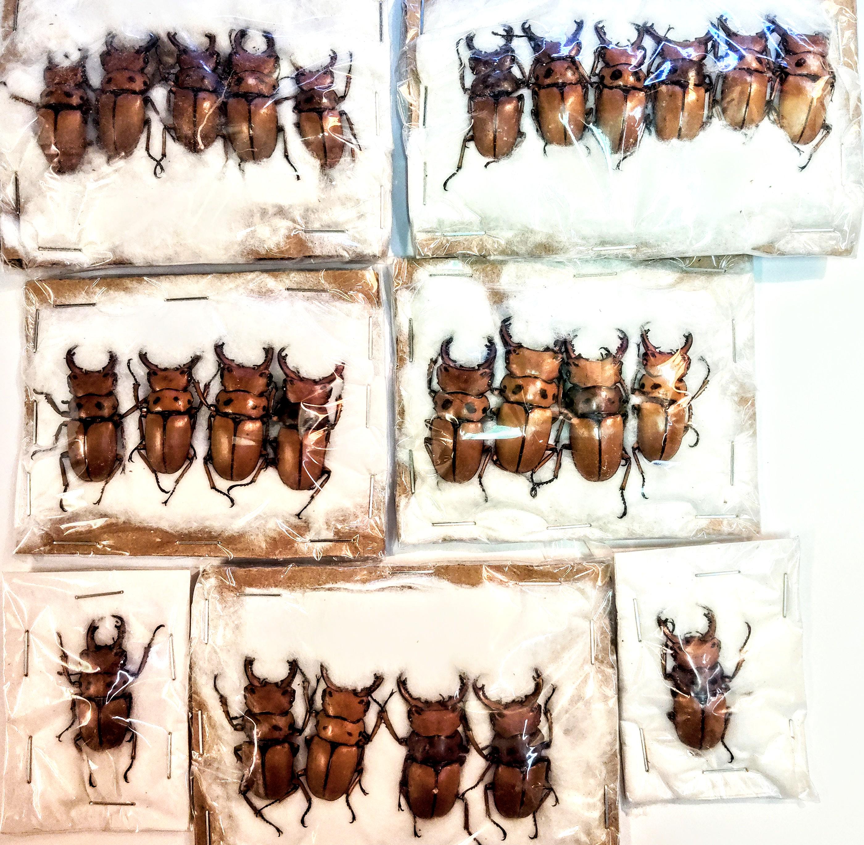 25 A-1 Homoderus Gladiator Cameroon 35-43mm, Large Lucanid Stag