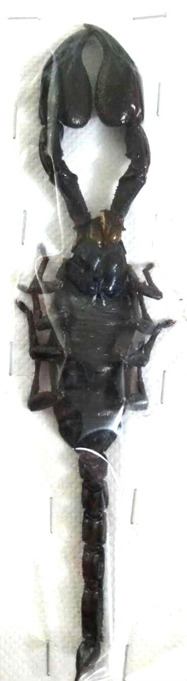 1 A-1 Heterometrus laoticus real 非装着サソリ - Etsy 日本