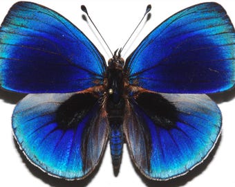 1 A-1 Asterope leprieuri Peru Real butterfly