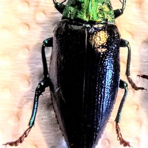 Calodema suhandae。タマムシ。コガネムシ。タマムシ科。収集品