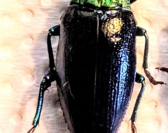 Calodema suhandae。タマムシ。コガネムシ。タマムシ科。収集品