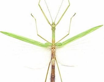 1 A-1 Necroscia prasina 61mm Real Walking Stick