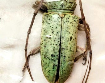 Sternotomis Amabilis Orange Green Longhorn Beetle Cameroon