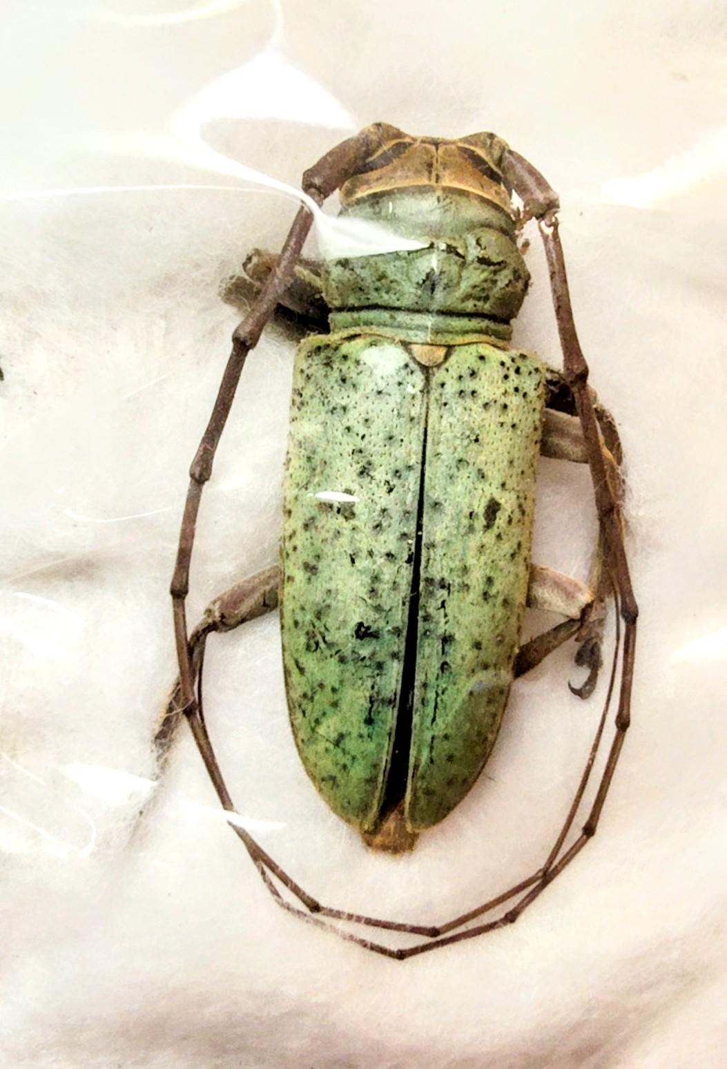 1 A-1 Prosopocera Prasina 26mm Cameroon Cerambycidae Unmounted
