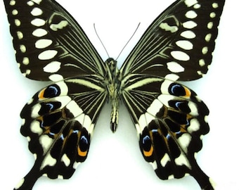 1 A-1 Papilio lormieri Central Emperor Swallowtail AFRICA Real butterfly