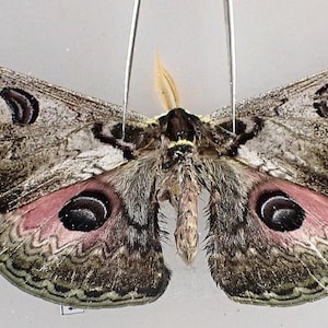 Puede incluir: Ejemplar de polilla preservada con intrincados patrones en las alas. Las alas muestran una mezcla de tonos grises, marrones y rosas, con prominentes marcas en forma de ojo. La polilla está prendida, mostrando sus detalles.