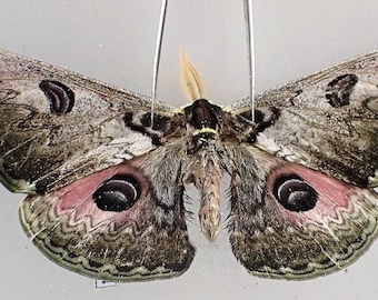 Saturnidae: A-1  Saturnia lesoudieri North Vietnam Moth Unmounted Dried Wings Closed Entomology Taxidermy Artwork