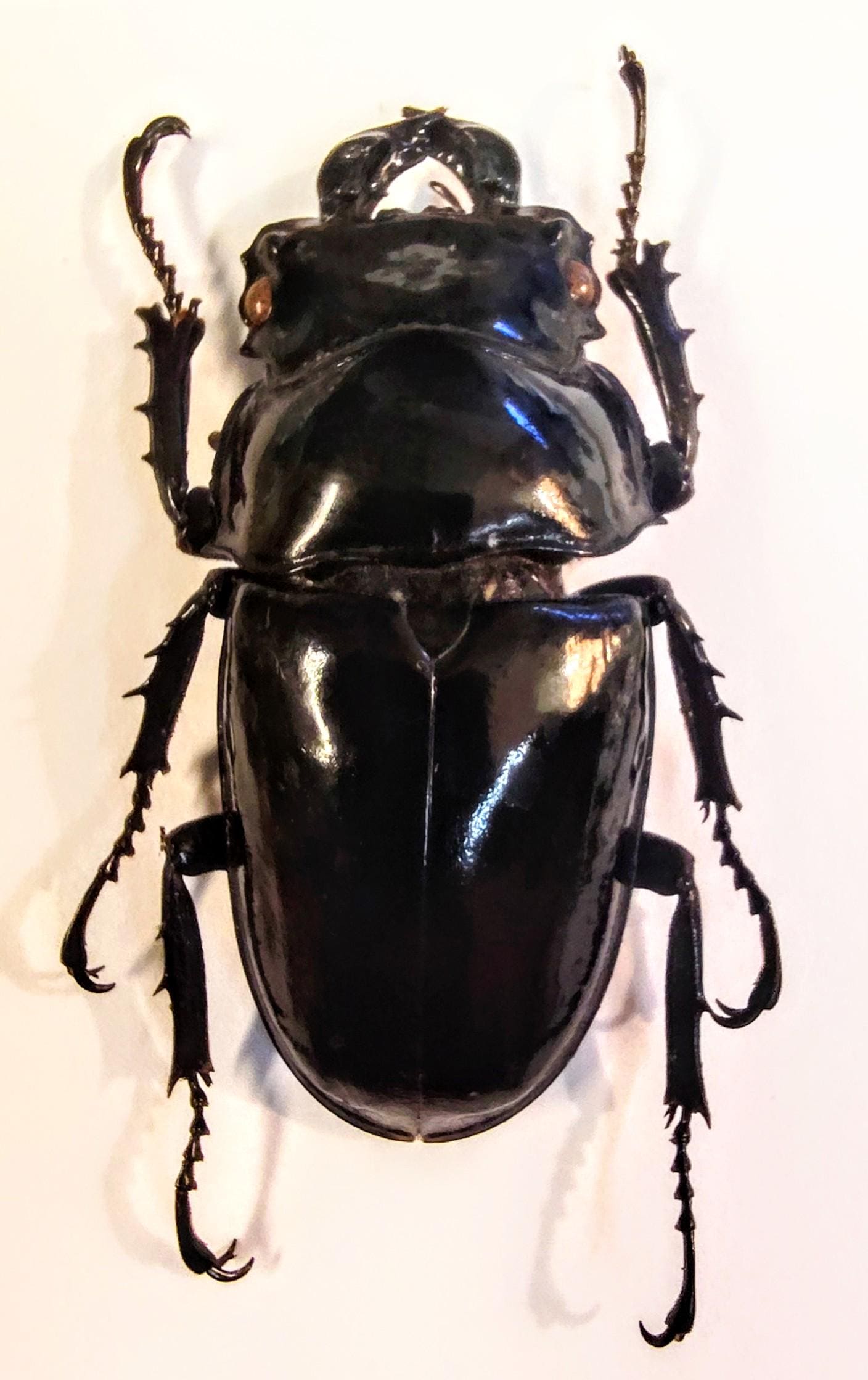 1 A-1 Mesotopus Tarandus 48mm Cameroon Male Lucanid Stag Beetle
