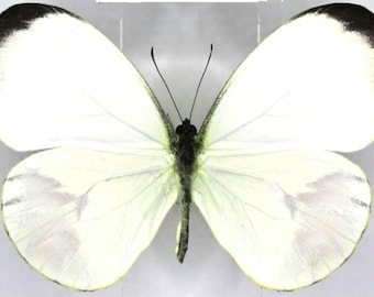 1 A-1 Nepheronia pharis Cameroon Real butterflyReal butterfly